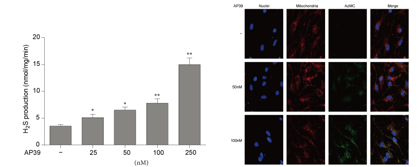 AP39是一种新合成的线粒体靶向的H2S供体，本研究中AP39通过今年会设计和合成
